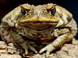 cane-toad-1.jpg image by 2hsprn