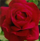 Chrysler_Imperialfragrant.jpg image by bobby93210